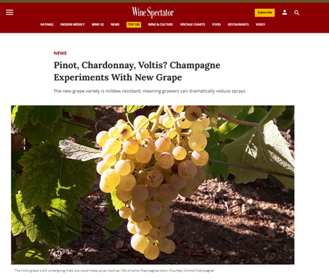 Le Voltis :  quand le Champagne Lacroix expérimente avec ce nouveau cépage !