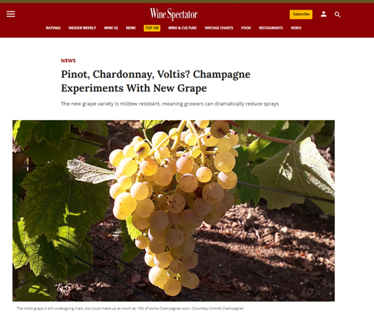 Le Voltis :  quand le Champagne Lacroix expérimente avec ce nouveau cépage !